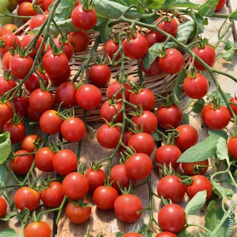368jili|tomatecerisesucy.fr Technology Profile .